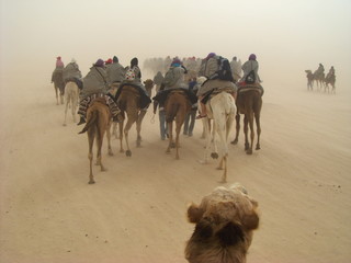 Tourists making a camel Trek in the middle of Sahara desert during a sandstorm