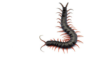 Giant centipede isolated on white background
