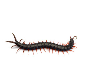 Giant centipede isolated on white background