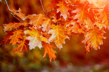 Autumn leaves on the forrest trees.