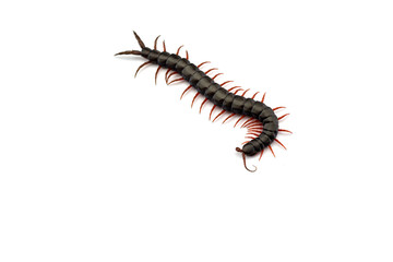 Giant centipede isolated on white background