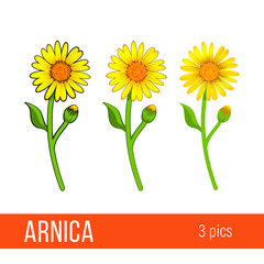 Arnica floral design element. Set of images with different styles - cartoon, semi realistic, with or without strokes. Flowers with leaves, buds and branches. Aromatherapy, herbal, medical ingredient