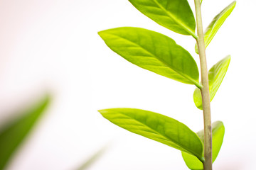 Green flower on white background