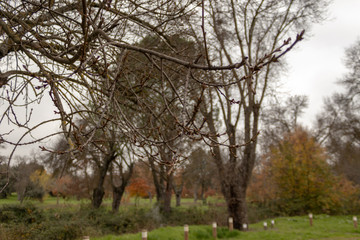 Obraz premium Branch in a park