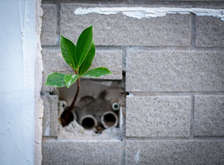 tree sprout in the wall