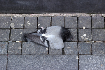 Pigeon dead street pavement grey gray