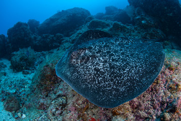 Fototapeta na wymiar Marbled Stingray Swimming Over Seafloor in Cocos Island