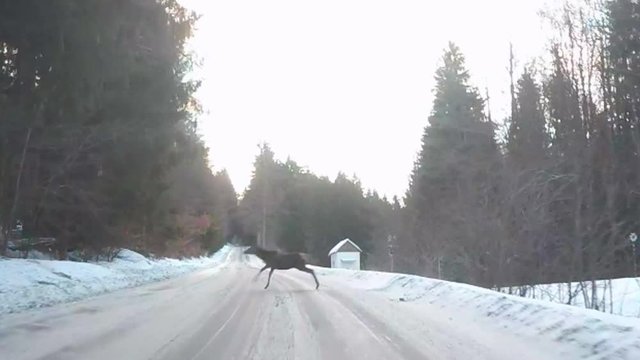 Herd od Deers running across snowy road. Dangerous situation from winter traffic in National park Sumava, Czech Republic, Europe. Video from action camera with engine sound.