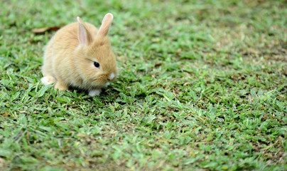 Cute rabbit, brown and white rabbit, mother and baby, walking in the lawn. Little rabbits are tricky in the garden. Rabbit on fresh green grass. little gray rabbit on green grass background.