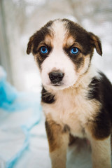 A sad little puppy with blue eyes looks into the camera.