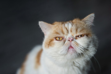 portrait of  Brown Exotic shorthair cat