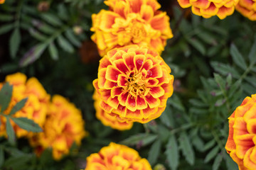 Marigold in the garden.