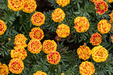 Marigold in the garden.