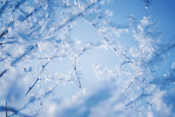 Branches covered with beautiful ice crystals against the blue sky on a bright winter day