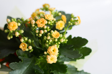 Obraz na płótnie Canvas Kalanchoe blossfeldiana (flaming Katy, Christmas kalanchoe, florist kalanchoe, widow's-thrill) with yellow flowers