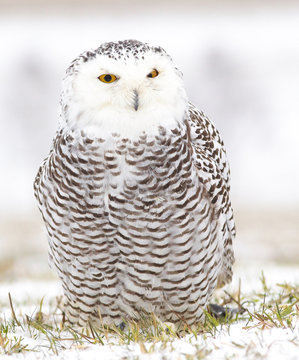 Detailed view of a young female of a snowy owl with dark spots of its plumage standing on the meadow covered with snow