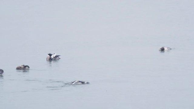 Group of seabirds (Red-breasted Merganser) playing and feeding in their natural habitat during a heavy snowfall. Location: Gothenburg, Sweden (Scandinavia). 