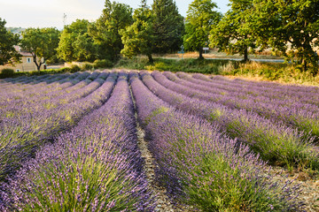 Naklejka na ściany i meble Field of lavender in France, Valensole, Cote Dazur-Alps-Provence, a lot of flowers, panorama, perspective, mountains on background