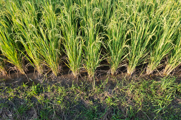 Rice paddy field landscape background in day time, at chiang mai thailand