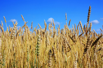 Ripe wheat ears in a field