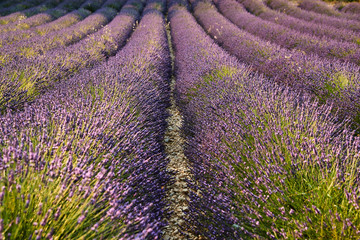 Obraz na płótnie Canvas Field of lavender in France, Valensole, Cote Dazur-Alps-Provence, a lot of flowers, panorama, perspective, mountains on background