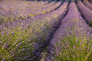 Fototapeta na wymiar Field of lavender in France, Valensole, Cote Dazur-Alps-Provence, a lot of flowers, panorama, perspective, mountains on background