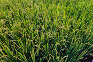 Rice paddy field landscape background in day time, at chiang mai thailand