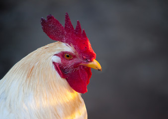 Gallo Blanco de cresta roja pico amarillo