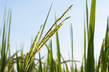 Close up Rice paddy field background in sunrise time, at chiang mai thailand