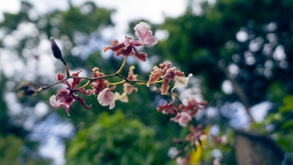Orchid orquídea