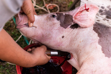 pig slaughtering in rural