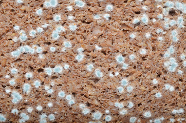 Moldy bread closeup