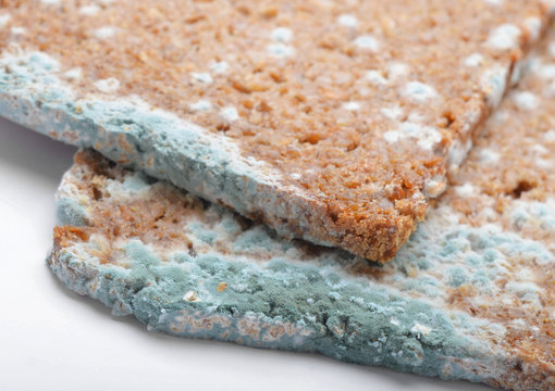 Moldy Bread Slices