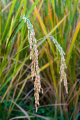 Close up Rice paddy field background in day time, at chiang mai thailand