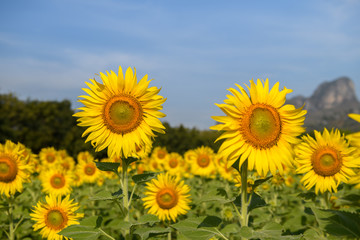 Sunflowers flower in farm and blue sky