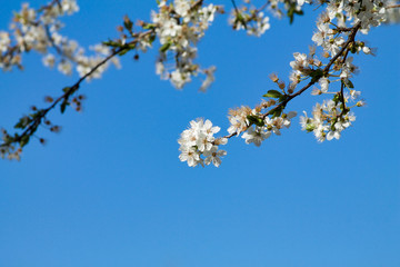 branches of flowers plum tree blue sky background, copy space