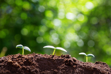 new sprouts on sunny day in the garden in summer