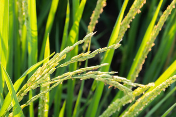 Close up Rice paddy field background in day time, at chiang mai thailand