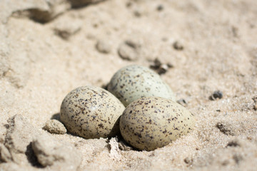 Fototapeta na wymiar Gulls eggs in the sand in beach
