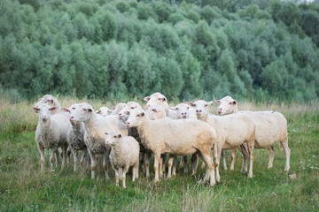 Sheeps and lambs in the field