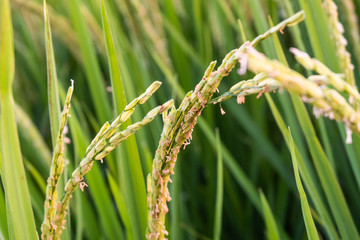 Close up Rice paddy field background in day time, at chiang mai thailand