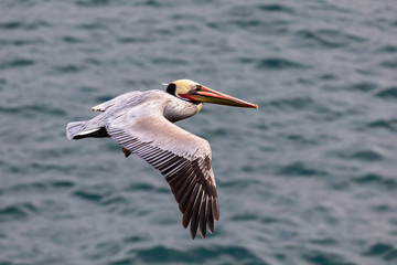 Brown Pelican Bird (Pelecanus occidentalis) in flight over the Pacific Ocean in La Jolla Beach, San Diego, California 
