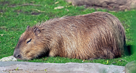 Sleeping capybara. Latin name - Hydrochoerus hydrochaeris	