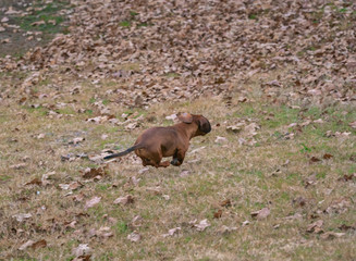 Wiener / dachshund dog on the hunt  running in the field 