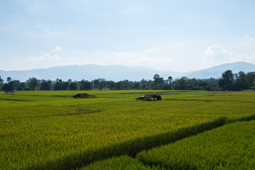 Rice paddy field with Hut landscape background in day time, at chiang mai thailand