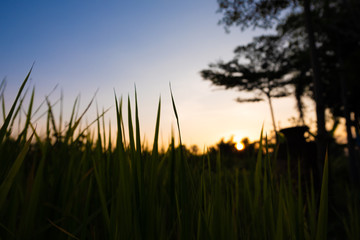 Rice paddy field silhouette landscape background in sunset time, at chiang mai thailand