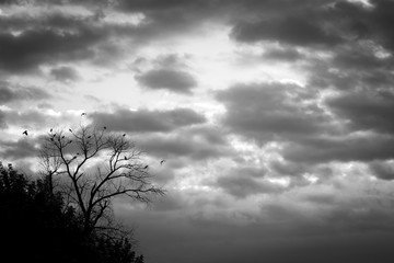 The withered tree with birds in the background of beautiful dramatic sky with dark clouds