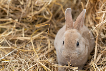 Obraz premium Mini Rex is a breed of domestic rabbit that was created in 1984 in Florida. The Rex mutation, derived in France in the 19th century, They weigh from 3.5 to 4.5 pounds when fully grown. 