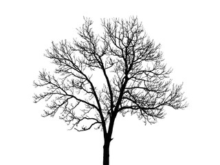 The isolated shape of bare tree in the white background