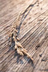 Close up dry Rice spike on wood texture background